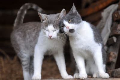 Does My Cat Need a Friend? Does My Cat Need a Friend?