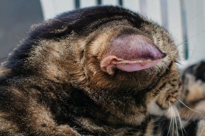 Cat Ear Hematoma Surgery & Recovery Cat Ear Hematoma Surgery & Recovery