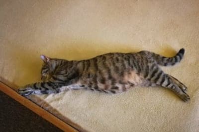 My Pet Can't Stand & Keeps Falling: Possible Causes & What to Do My Pet Can't Stand & Keeps Falling: Possible Causes & What to Do