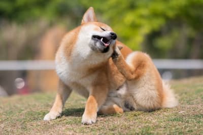 Dandruff in Dogs Dandruff in Dogs