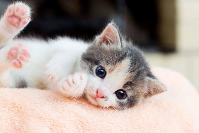 Kitten Age Chart: How to tell how old a kitten Is Kitten Age Chart: How to tell how old a kitten Is