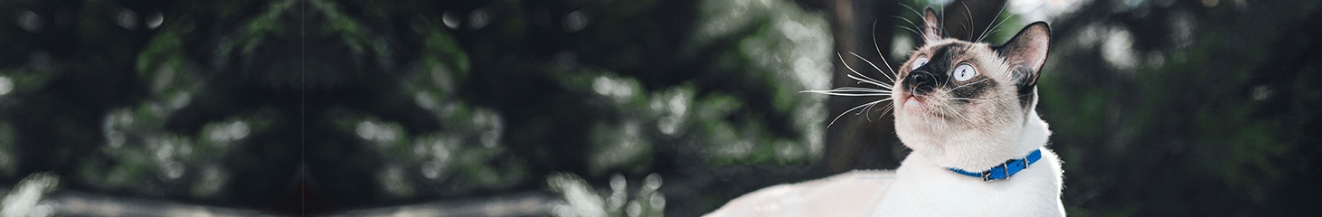 thomasville-veterinary-hospital-banner-3 thomasville-veterinary-hospital-banner-3