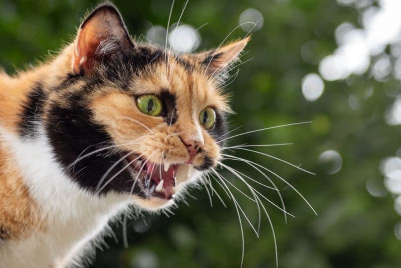 Rabies Symptoms in Cats Rabies Symptoms in Cats