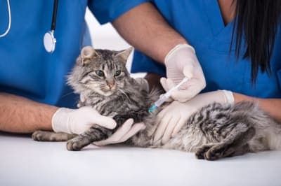 What is the FVRCP vaccine for cats? What is the FVRCP vaccine for cats?