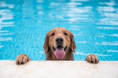 How often should you bathe your dog? How often should you bathe your dog?
