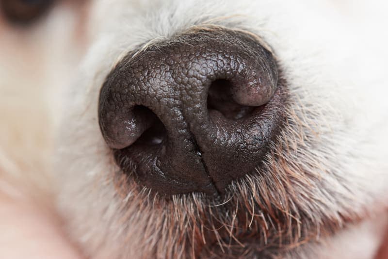 Dog Mold Allergies - What You Need to Know Dog Mold Allergies - What You Need to Know