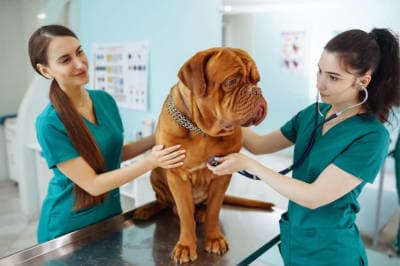 Managing Your Dog's Pain After Neutering Managing Your Dog's Pain After Neutering