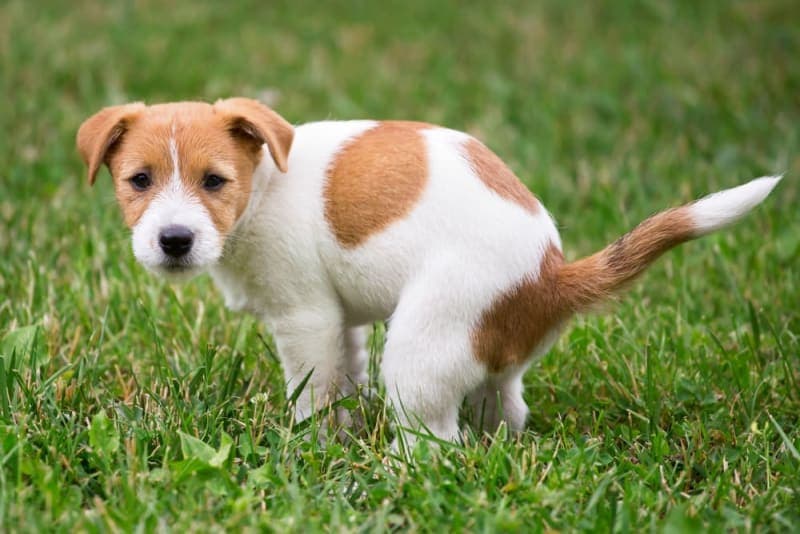 Why Is My Dog Constipated & What to Do Why Is My Dog Constipated & What to Do