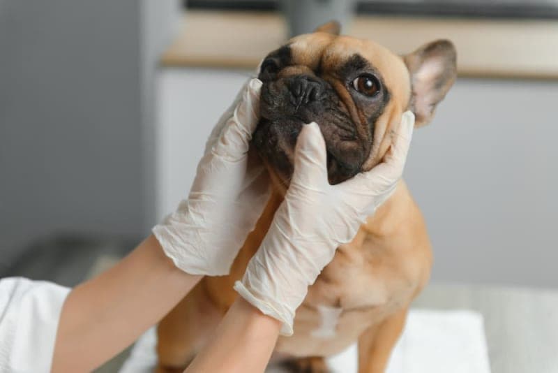 Routine Vet Exams: Why Are Regular Veterinary Checkups Important? Routine Vet Exams: Why Are Regular Veterinary Checkups Important?