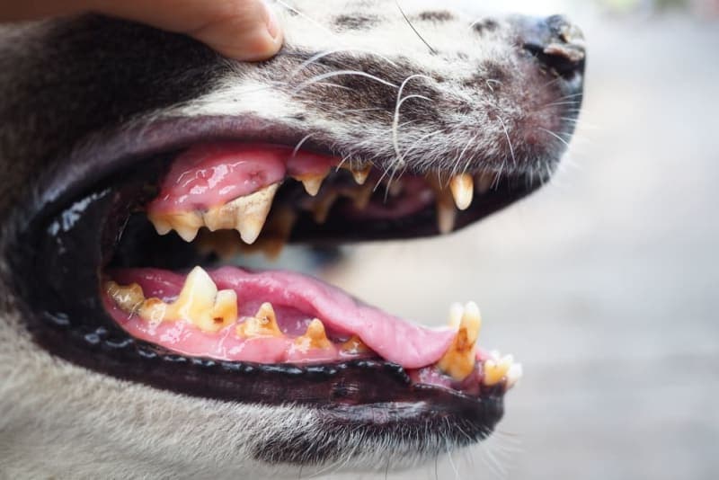 Dog Tooth Extraction: What to Expect Dog Tooth Extraction: What to Expect