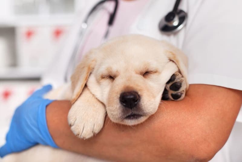 The Art of Raising a Puppy: Guide for the First Year The Art of Raising a Puppy: Guide for the First Year