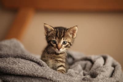 Kitten's First Vet Visit: What to Expect Kitten's First Vet Visit: What to Expect