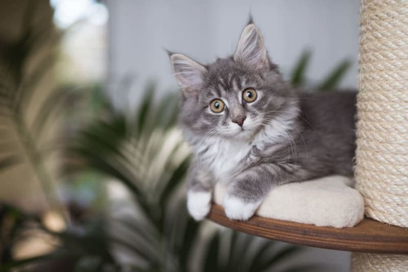 Kitten's First Vet Visit Checklist Kitten's First Vet Visit Checklist