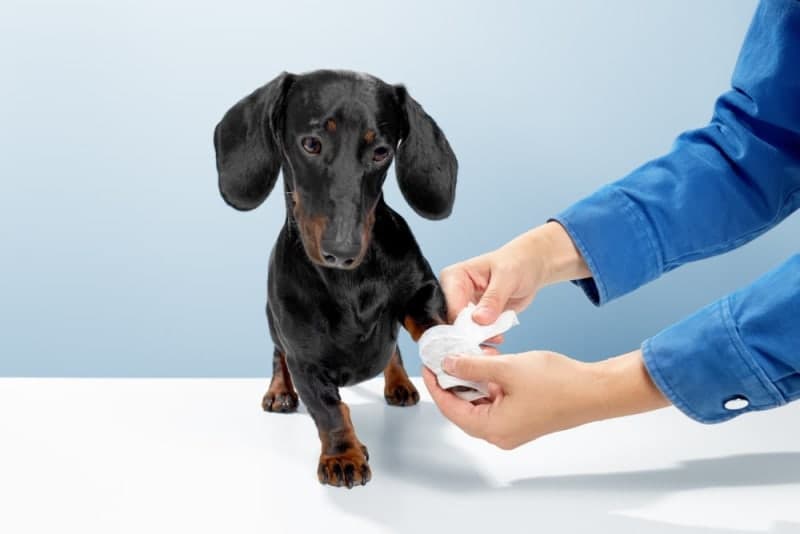 What do I do if my dog has cut their paw pad? What do I do if my dog has cut their paw pad?