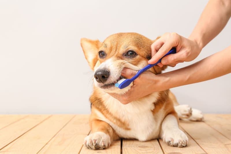 Signs Your Dog Requires A Dental Cleaning Signs Your Dog Requires A Dental Cleaning