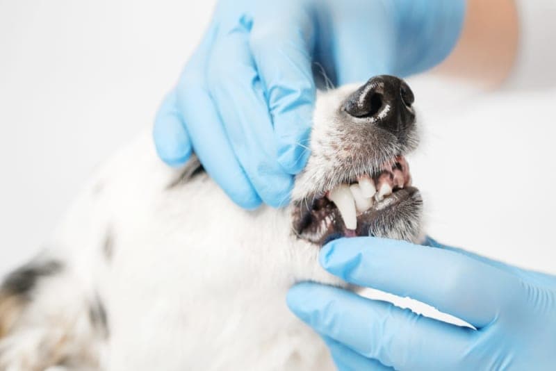 Fractured Teeth in Dogs Fractured Teeth in Dogs