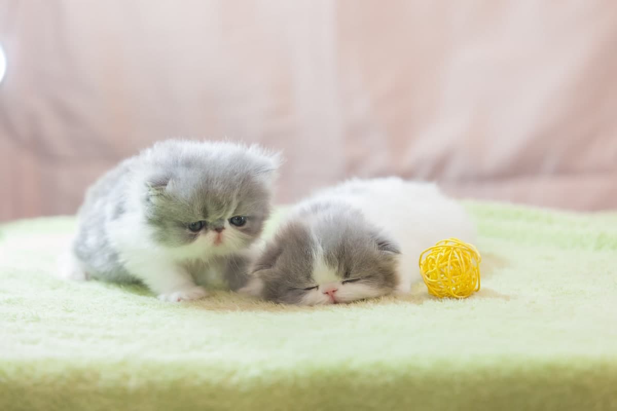 Understanding Why C-Sections are Common for Pregnant Persian Cats Understanding Why C-Sections are Common for Pregnant Persian Cats