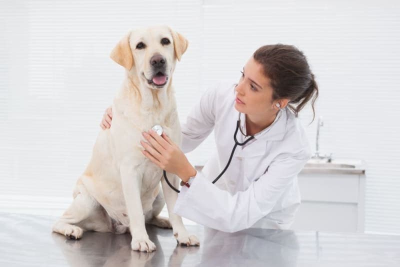 How often should I take my dog to the vet? How often should I take my dog to the vet?