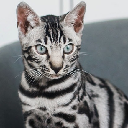 Meadow Vista Veterinary Clinic About Us Hero Image Meadow Vista Veterinary Clinic About Us Hero Image