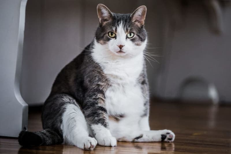 Is Your Cat Overweight? Signs, Symptoms & What to Do Is Your Cat Overweight? Signs, Symptoms & What to Do