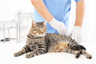 Cat Rabies Vaccine: All You Need To Know In Advance Cat Rabies Vaccine: All You Need To Know In Advance