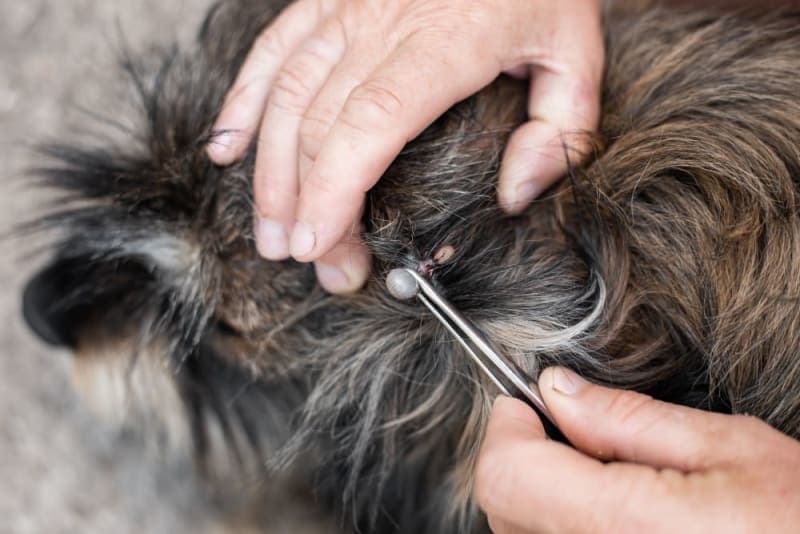 Tick-Borne Diseases in Dogs: Symptoms, Treatment & Prevention Tick-Borne Diseases in Dogs: Symptoms, Treatment & Prevention