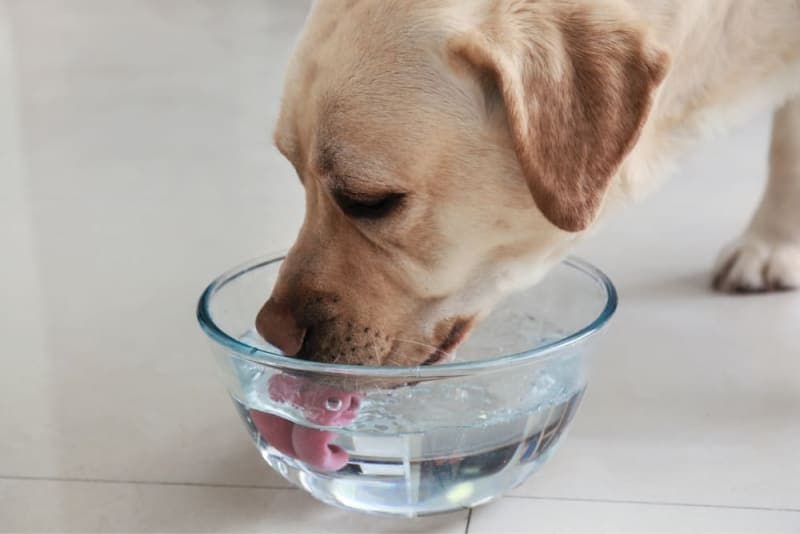 Giardia in Dogs Giardia in Dogs