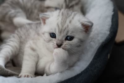 Kitten Age Chart: How to Tell How Old a Kitten Is Kitten Age Chart: How to Tell How Old a Kitten Is