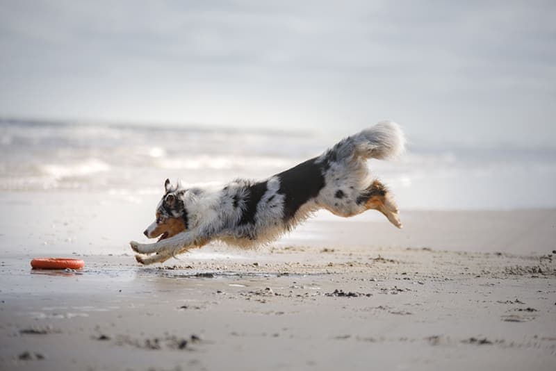 Cranial Cruciate Ligament (CCL) Surgery for Dogs Cranial Cruciate Ligament (CCL) Surgery for Dogs