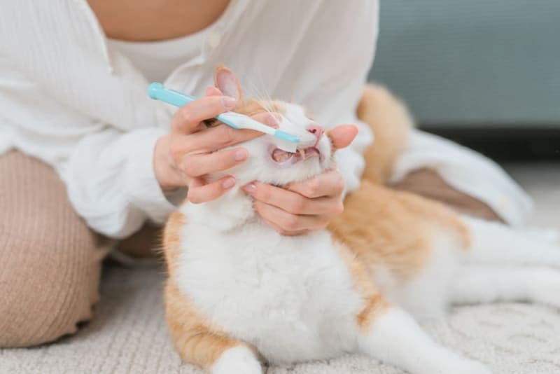 Why Does My Cat's Breath Smell Bad? Why Does My Cat's Breath Smell Bad?