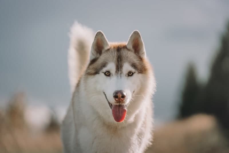 Lyme Disease in Dogs: Treatment & Cure Lyme Disease in Dogs: Treatment & Cure