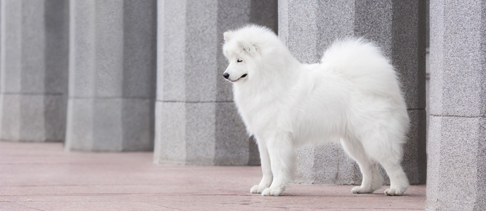 Ellenton Animal Hospital in Parrish Hero Image Ellenton Animal Hospital in Parrish Hero Image