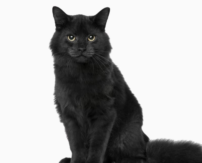 Olympia Pet Emergency Hero Image Olympia Pet Emergency Hero Image