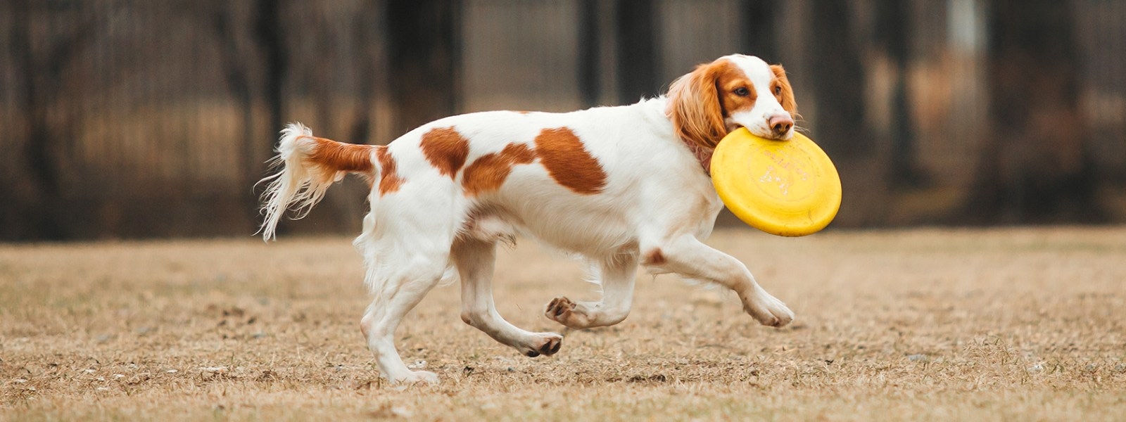 Ambassador Dog & Cat Hospital Hero Image Ambassador Dog & Cat Hospital Hero Image