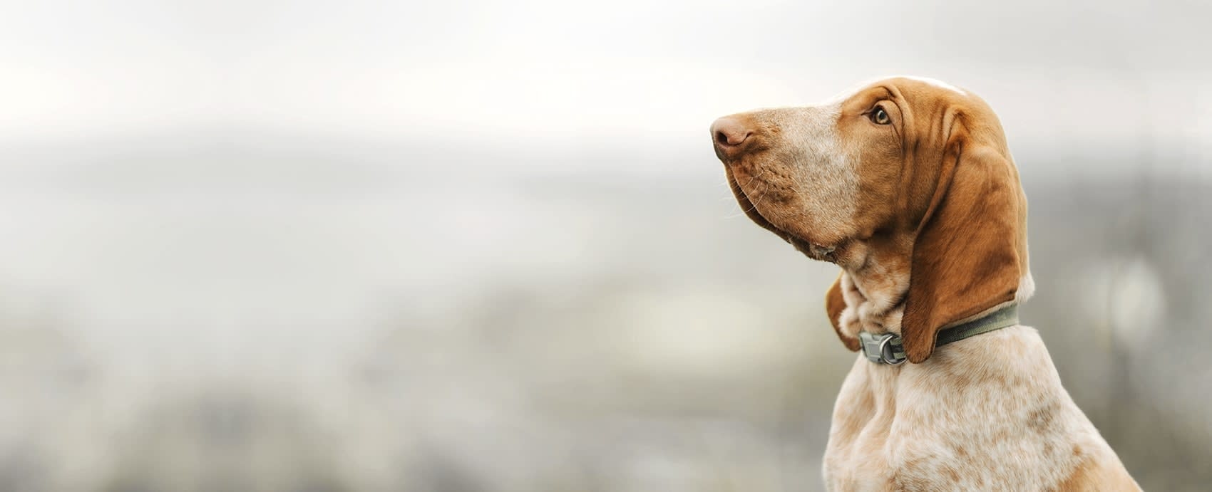 Riverside Veterinary Clinic Hero Image Riverside Veterinary Clinic Hero Image