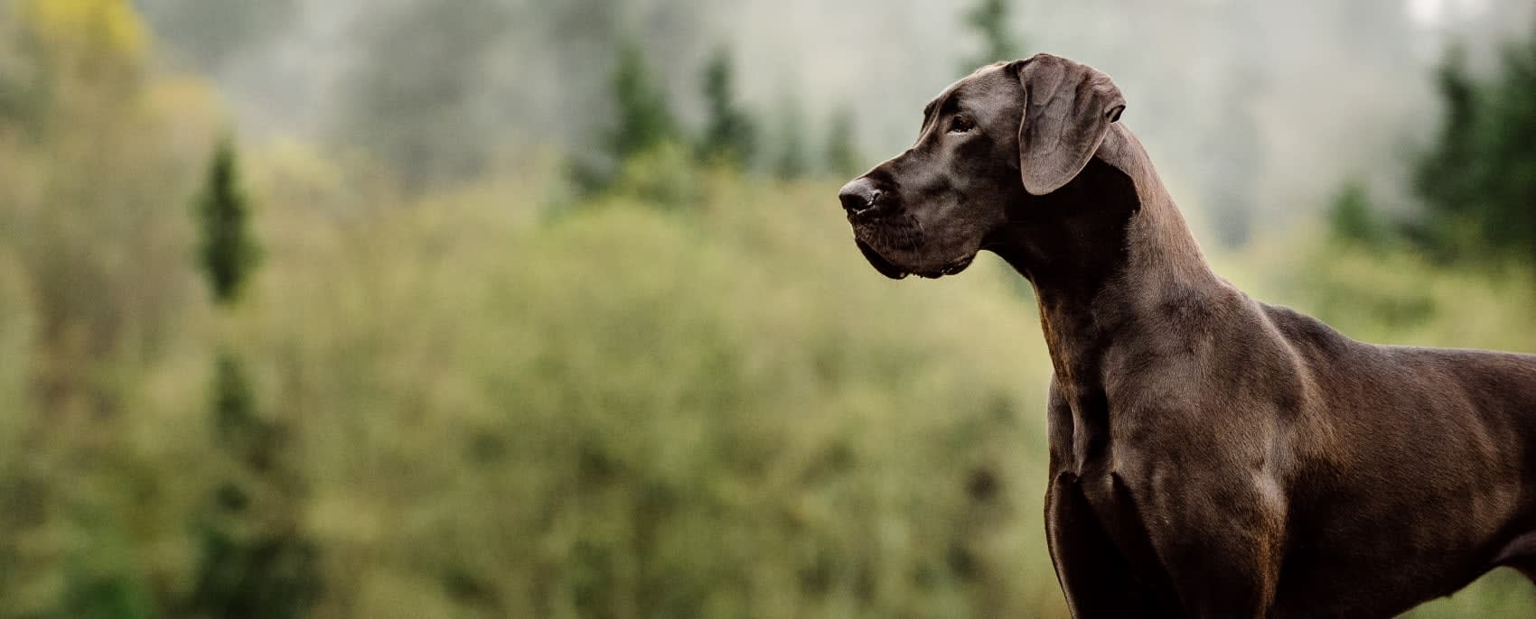 Sweetwater Veterinary Clinic Hero Image Sweetwater Veterinary Clinic Hero Image