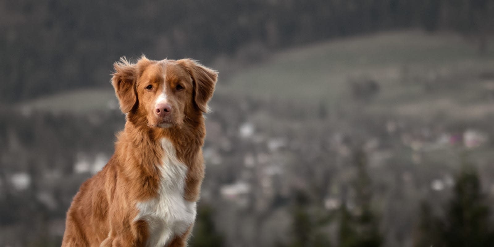 Perry Animal Hospital Hero Image Perry Animal Hospital Hero Image