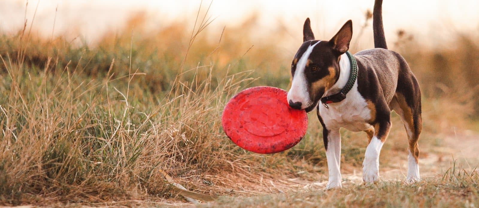 Animal Medical Center Hero Image Animal Medical Center Hero Image