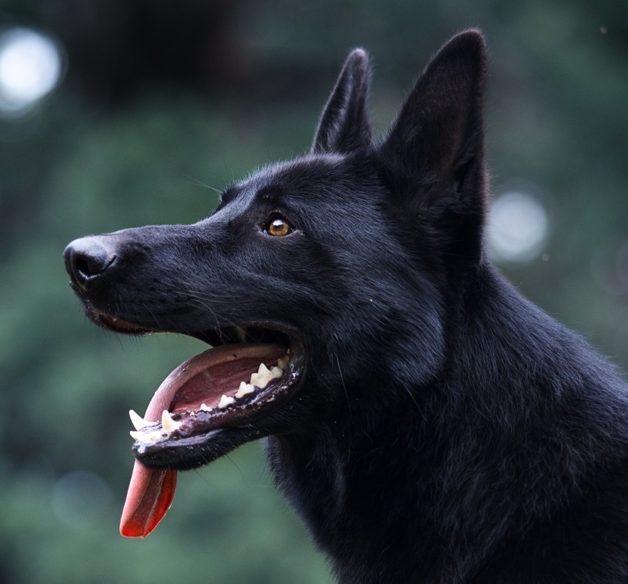 Raintree Veterinary Center Hero Image Raintree Veterinary Center Hero Image