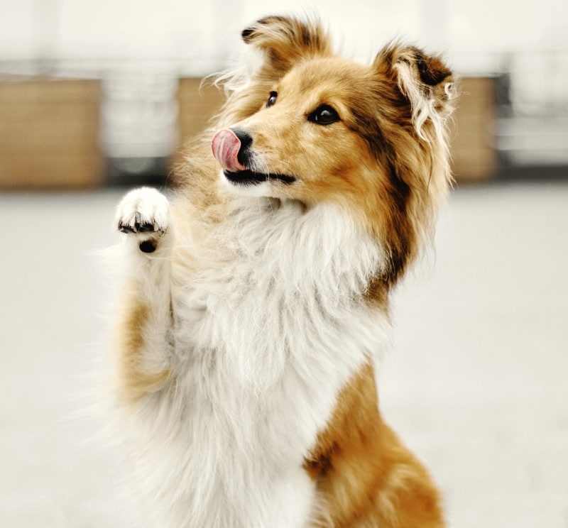 Northwest Veterinary Clinic of Stanwood Hero Image Northwest Veterinary Clinic of Stanwood Hero Image