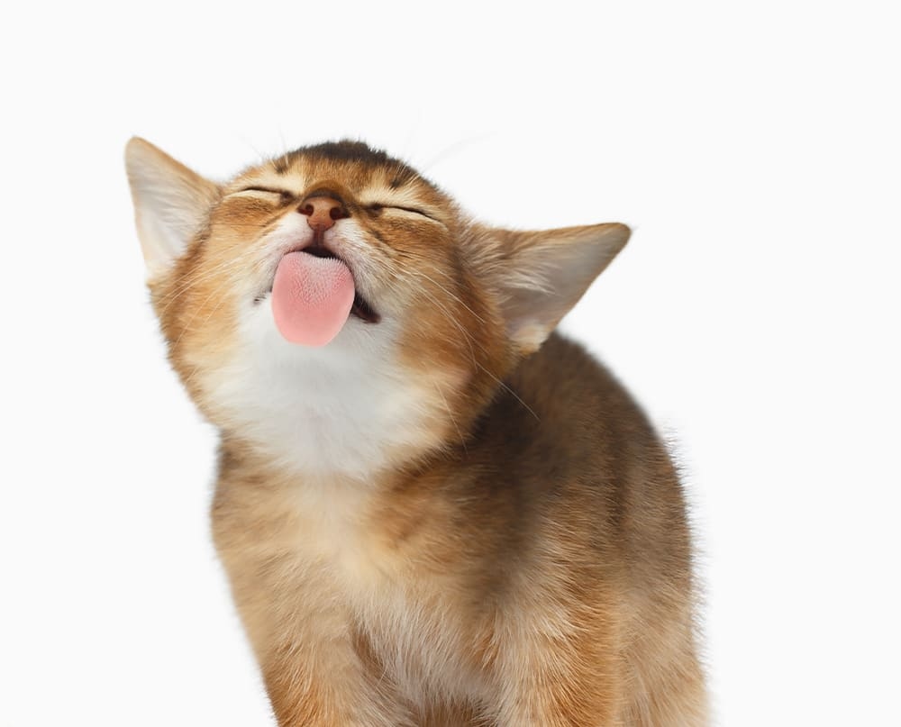 Brookfield Pet Hospital Plus Hero Image Brookfield Pet Hospital Plus Hero Image