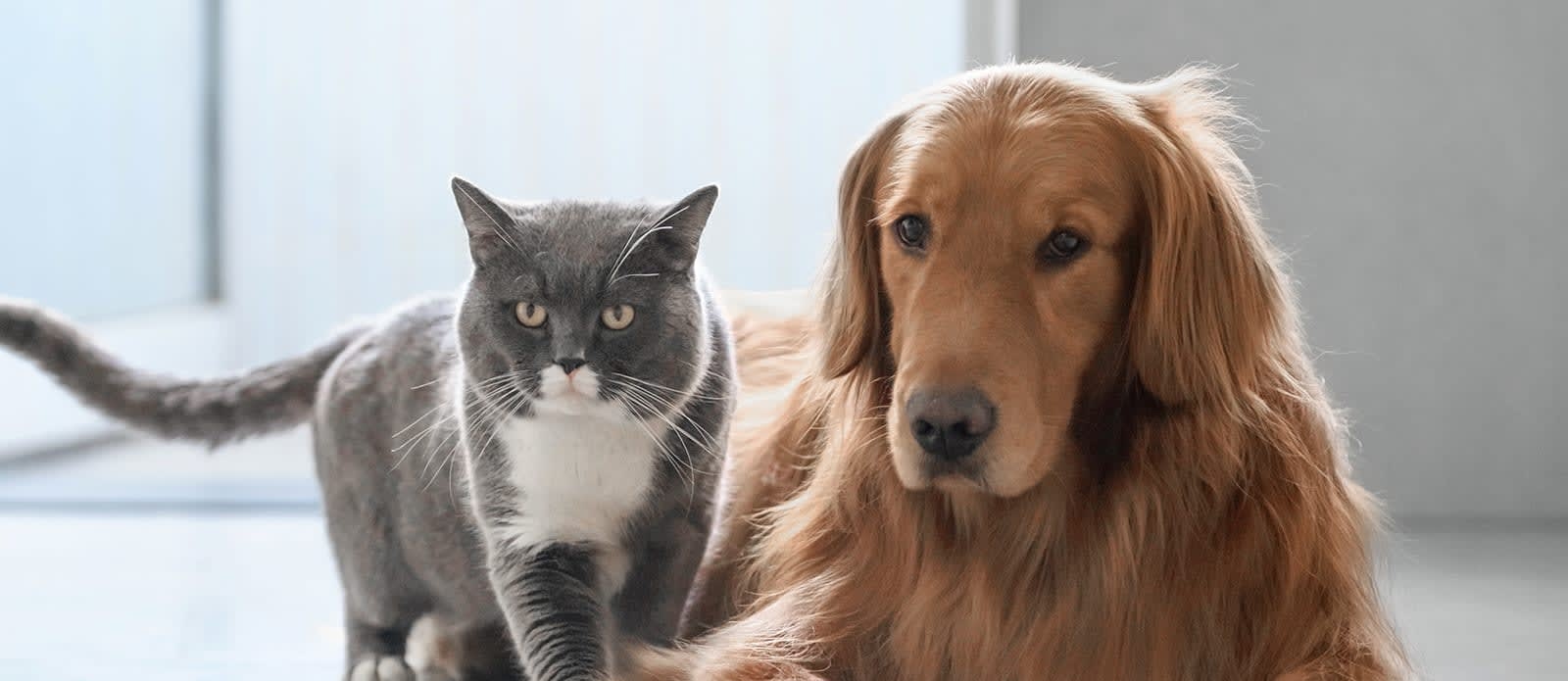 Brentwood Veterinary Clinic Hero Image Brentwood Veterinary Clinic Hero Image