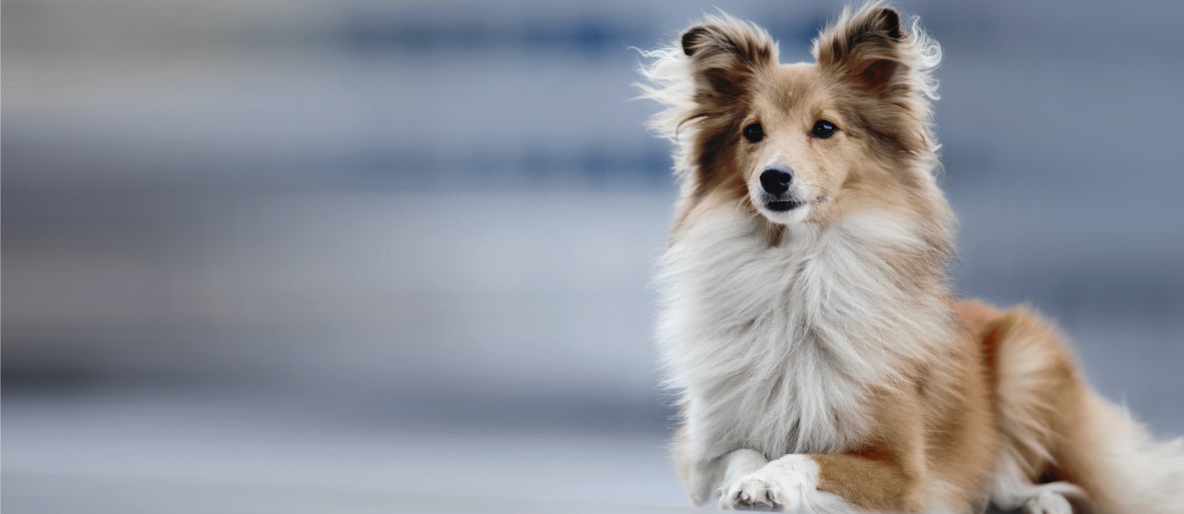 Sawtooth Animal Center Hero Image Sawtooth Animal Center Hero Image