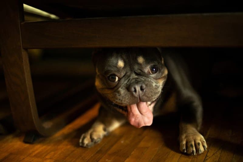 Why Is My Dog Panting At Night? Why Is My Dog Panting At Night?