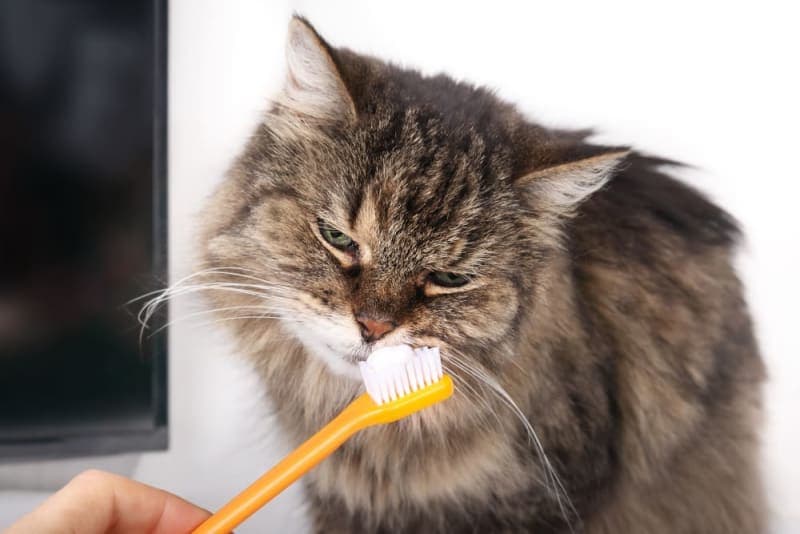 How to Clean Your Cat's Teeth How to Clean Your Cat's Teeth