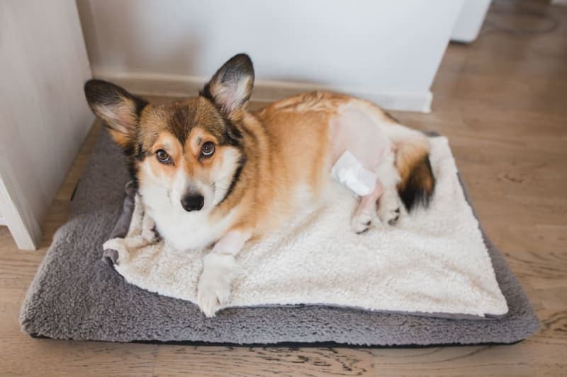 Hip Dysplasia Surgery in Dogs Hip Dysplasia Surgery in Dogs